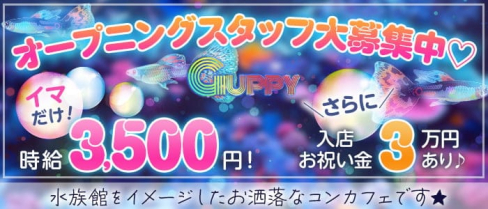 Guppy(グッピー)【公式求人・体入情報】(赤坂ガールズバー)の求人・体験入店情報