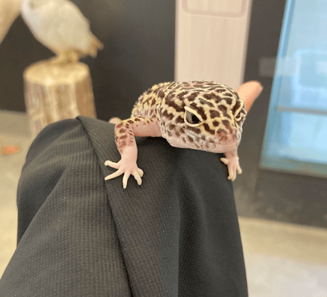 れんか 【東岡崎駅】LiRio（リリオ） 画像1