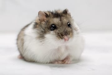 Iちゃん 【溝の口/夜】CLUB HERIOPOLIS (ヘリオポリス) 画像1