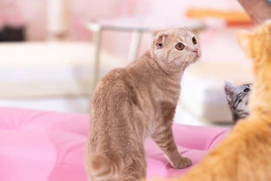 コンカフェ キャスト大募集！